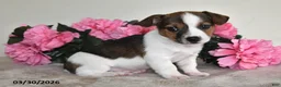Jack Russell Terrier dogs for sale: Bobbie - Ad 3