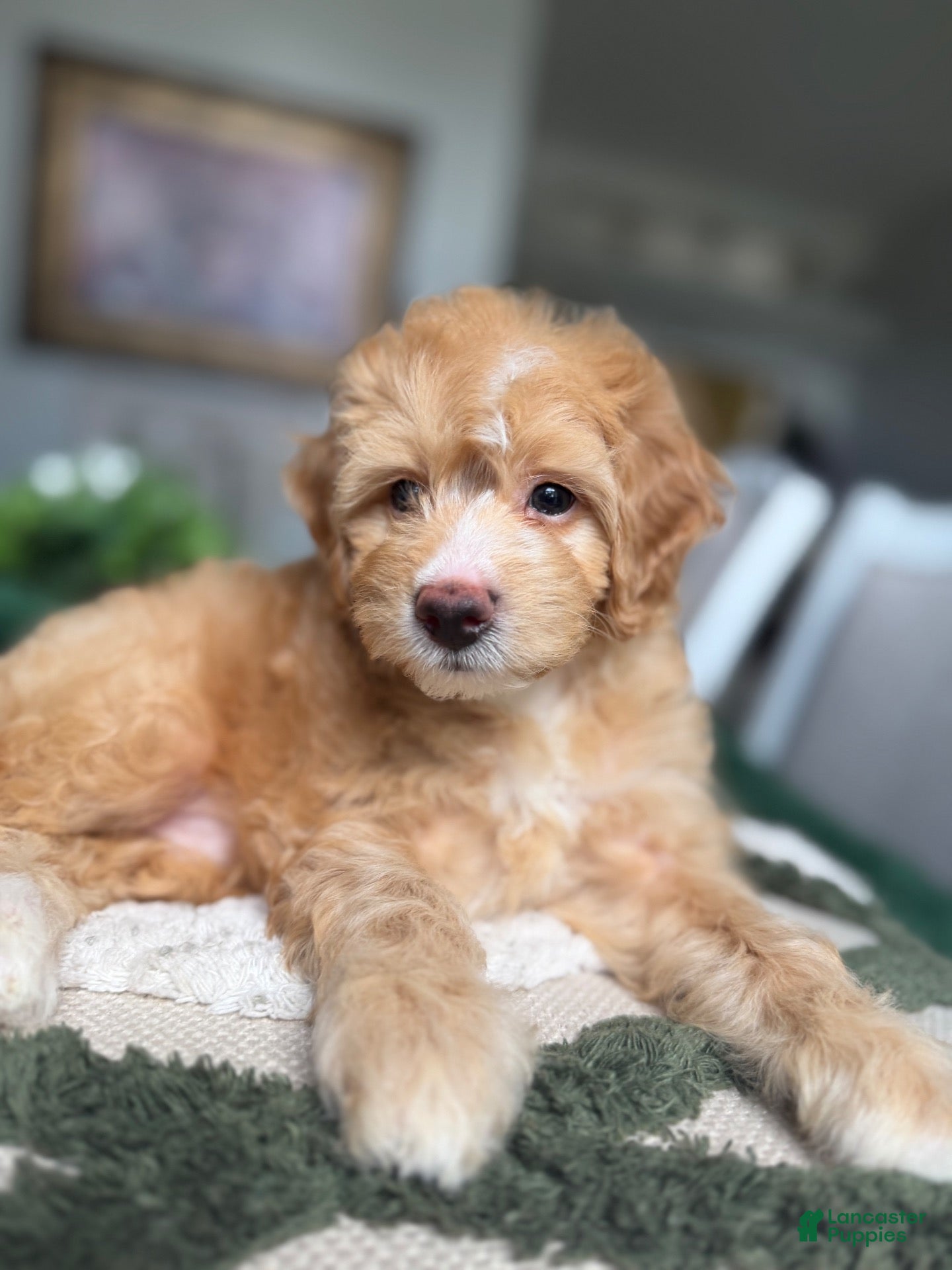 Mini Goldendoodle dogs Mini Goldendoodle 2 - Ad 2