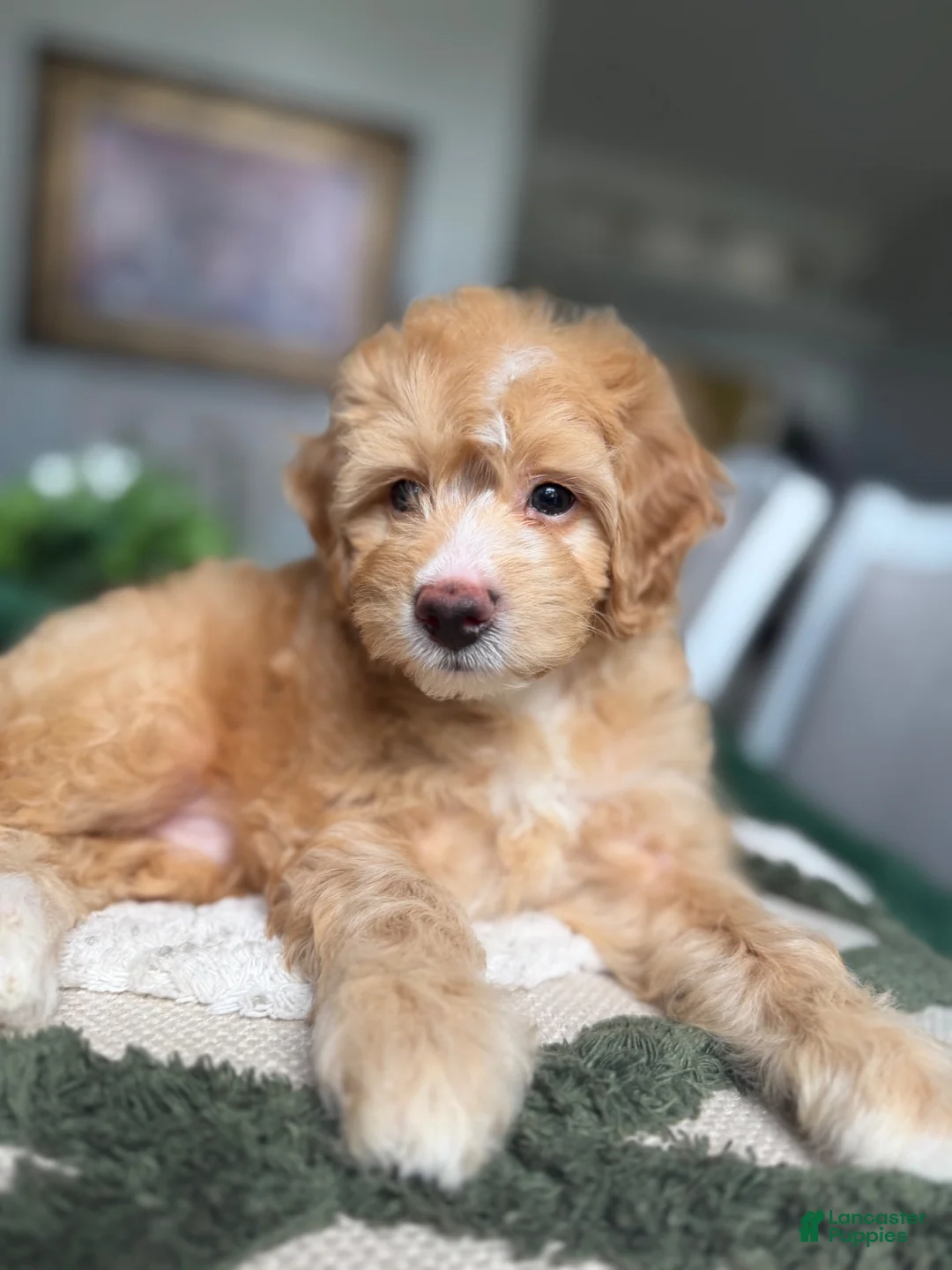Mini Goldendoodle dogs for sale: Mini Goldendoodle 2 - Ad 2