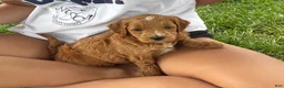 Mini Goldendoodle dogs for sale: Mini Goldendoodle “Benji” - Ad 3