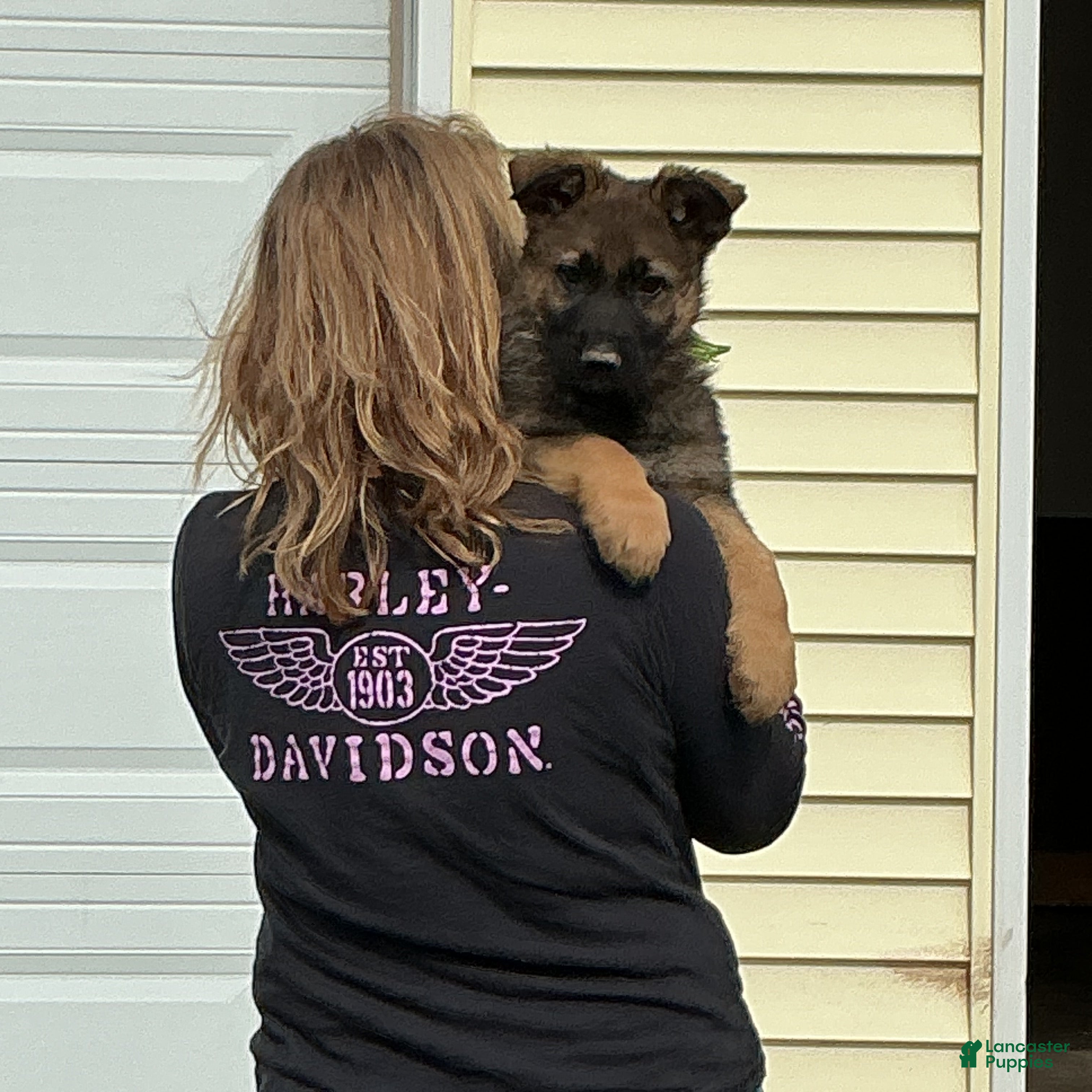 German Shepherd dogs German Shepherd Puppy 3 - Ad 1