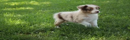 Australian Shepherd dogs for sale: Skyla - Ad 2
