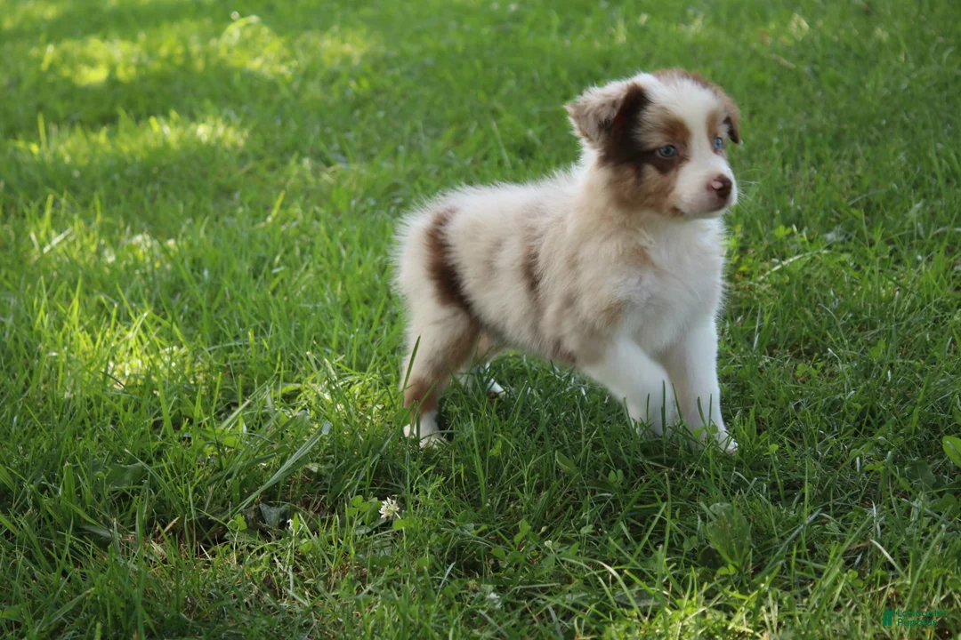 Australian Shepherd dogs for sale: Skyla - Ad 2