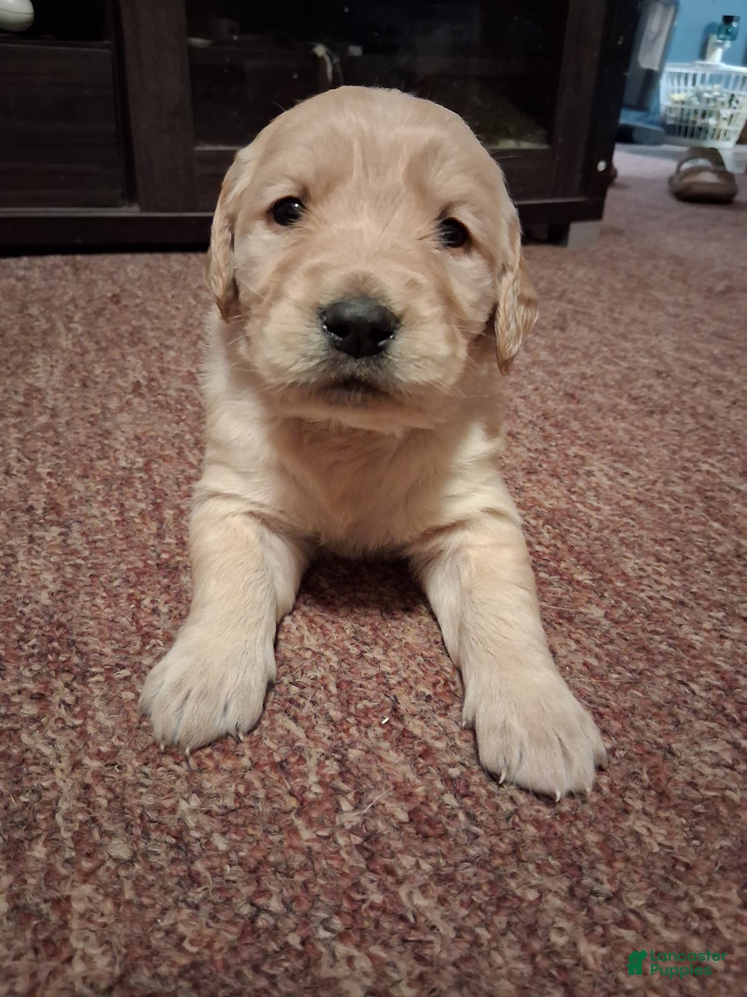Golden Retriever dogs for sale: Sweetheart  - Ad 3