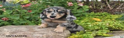 Miniature Dachshund dogs for sale: Autumn - Ad 4