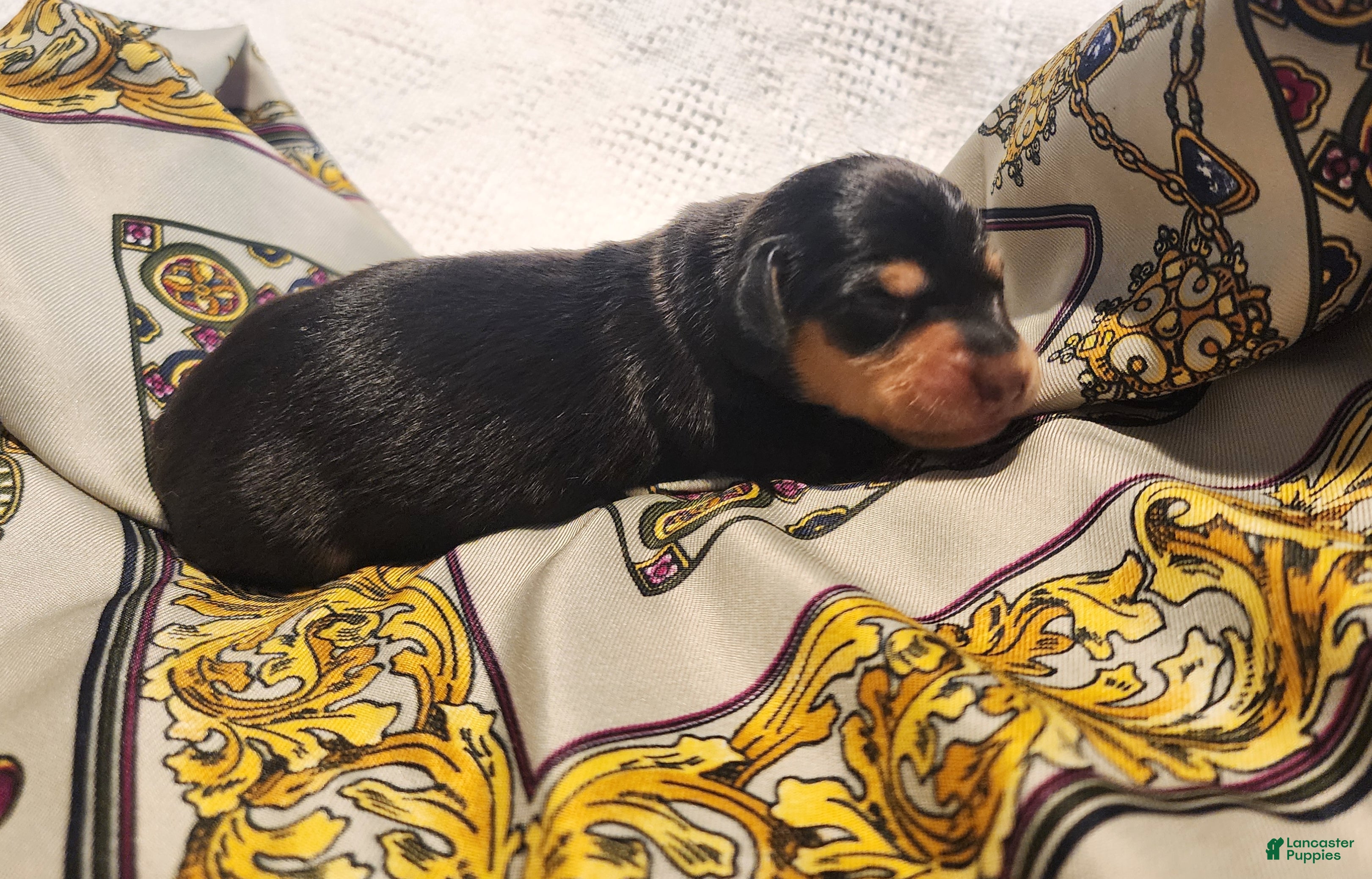 Miniature Dachshund dogs Bently  - Ad 30
