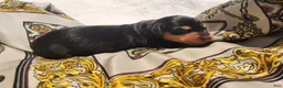 Miniature Dachshund dogs for sale: Bently  - Ad 1