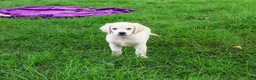 Golden Retriever dogs for sale: Tilly - Ad 4