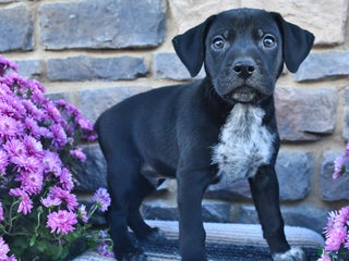 German Shorthaired Pointer dogs - Ad 24