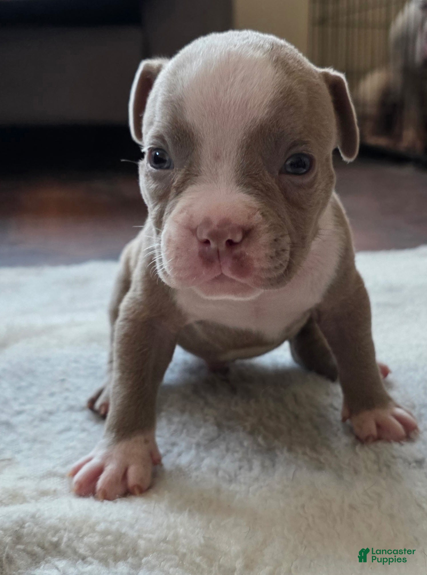 American Bully dogs Little buddy - Ad 33