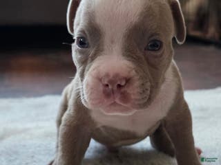 American Bully dogs Little buddy - Ad 33