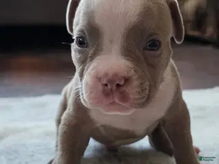 American Bully dogs Little buddy - Ad 32