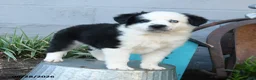 Miniature Australian Shepherd dogs for sale: Cptn Hook - Ad 5