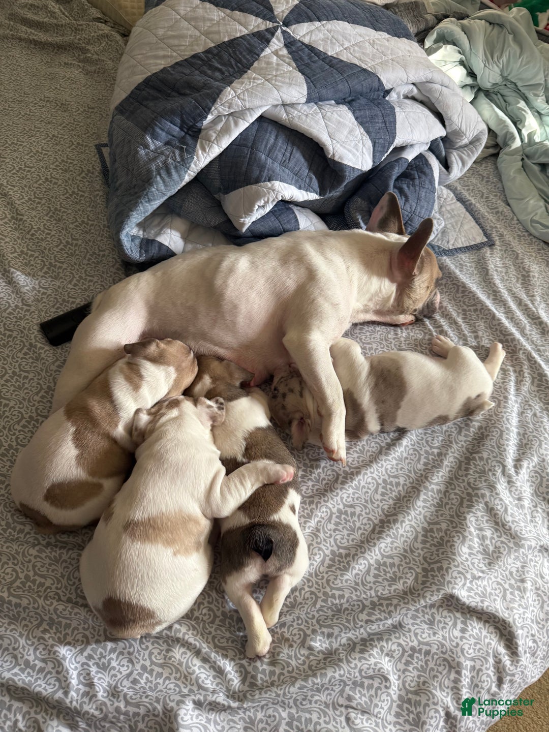French Bulldog dogs for sale: Charlie  - Ad 5