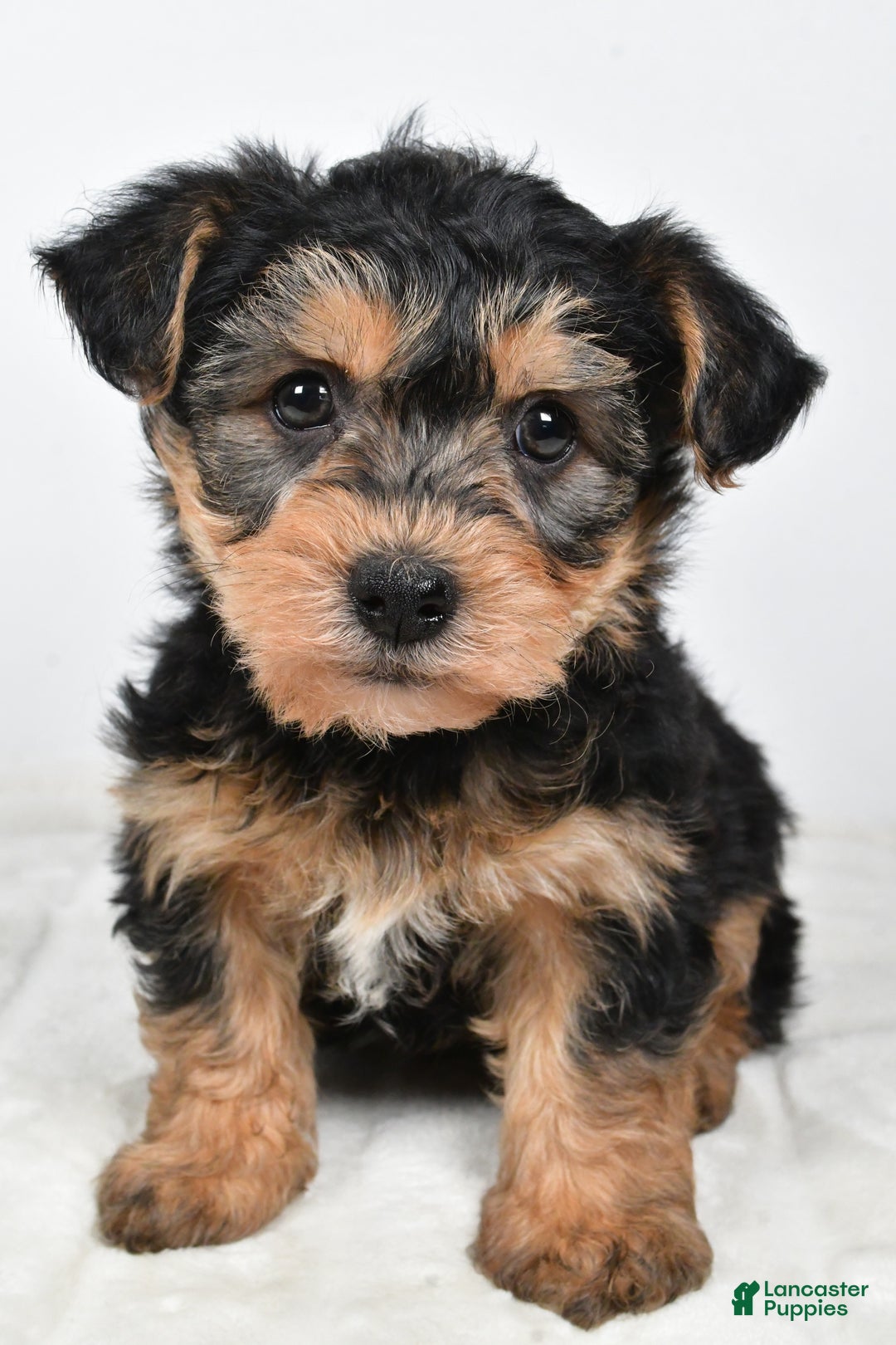 Morkie dogs for sale: Noah - Ad 3