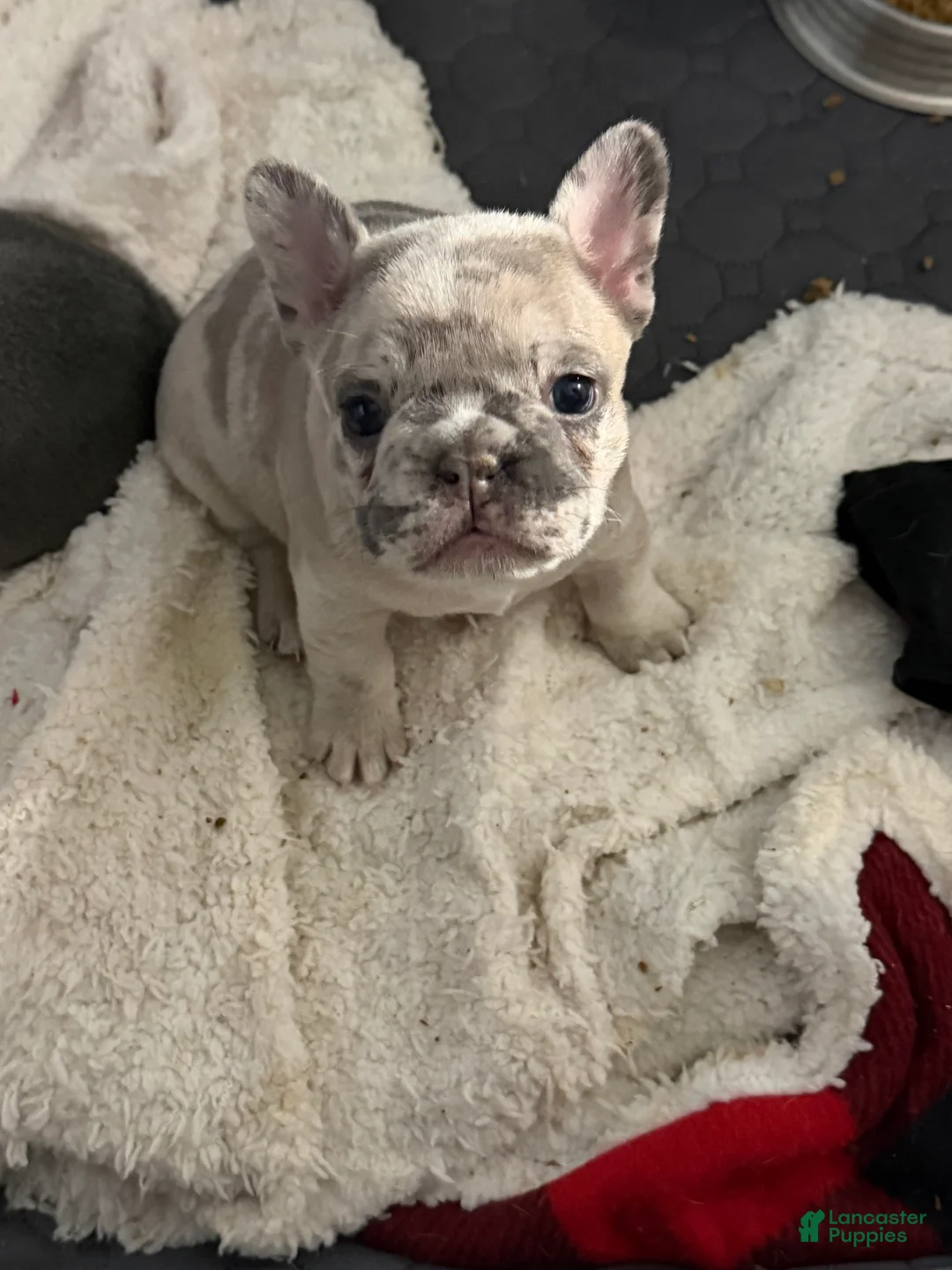 French Bulldog dogs for sale: French Bulldog Puppy 2 - Ad 2