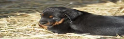 Rottweiler dogs for sale: Rottweiler litter of 5 puppies - Ad 43