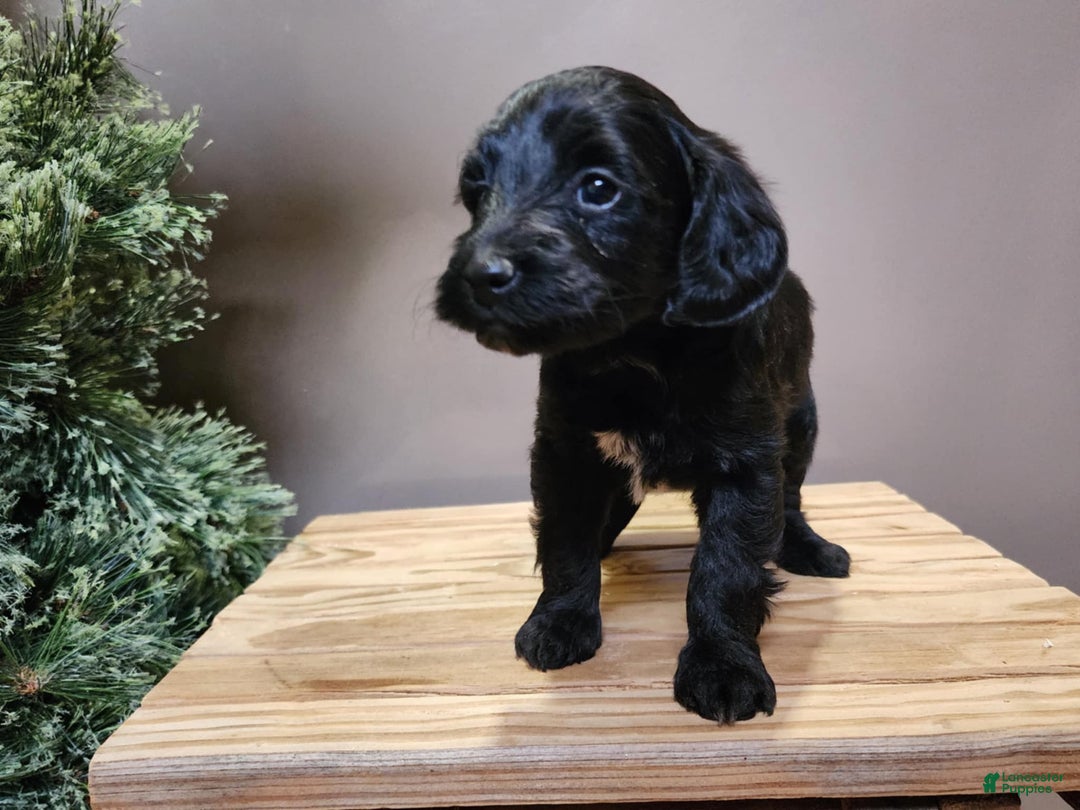 Mini Bernedoodle dogs for sale: Grace - Ad 2