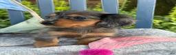 Miniature Dachshund dogs for sale: Tilly - Ad 4