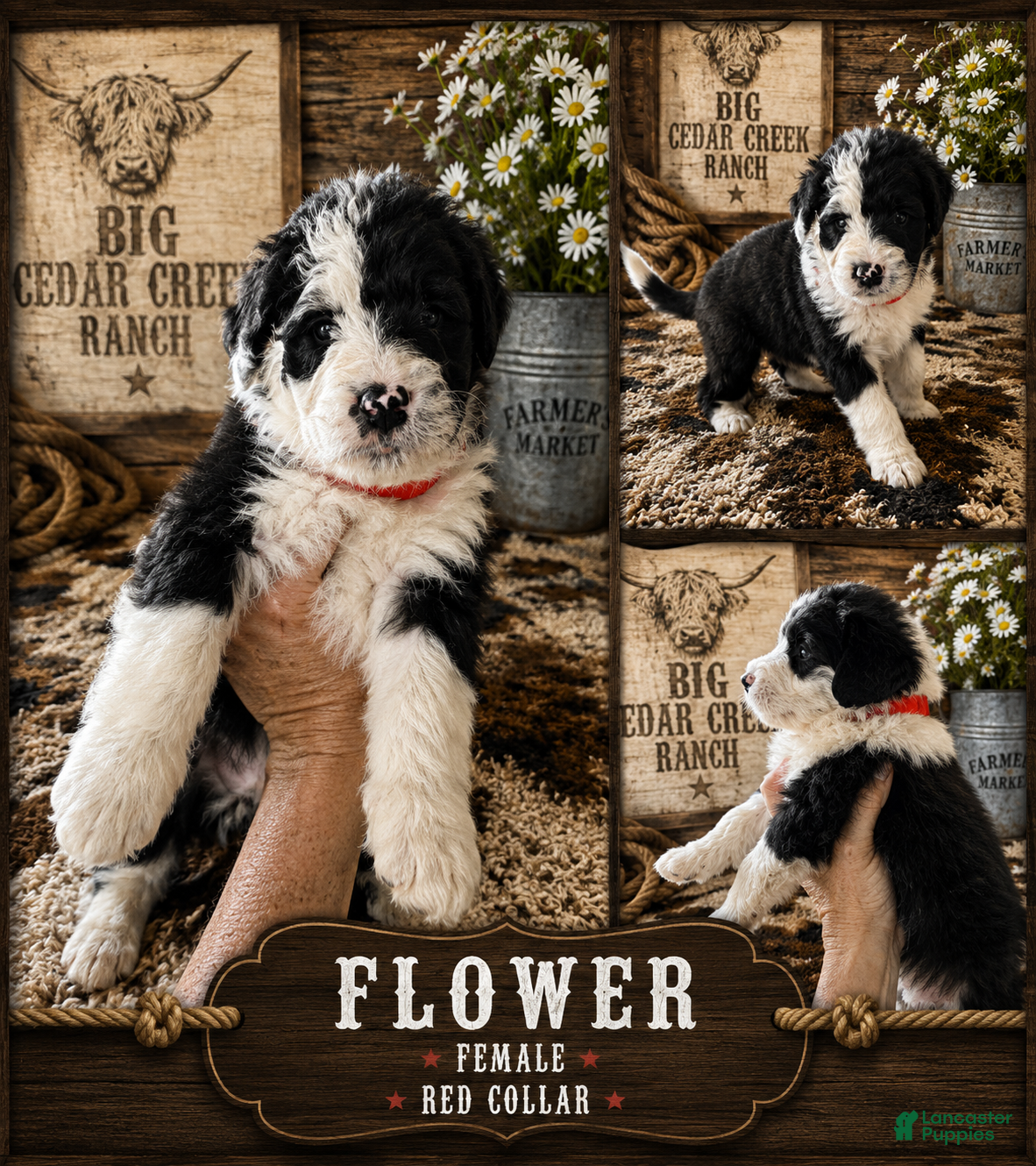Sheepadoodle dogs Flower - Ad 6
