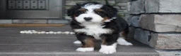 Mini Bernedoodle dogs for sale: Chester - Ad 7