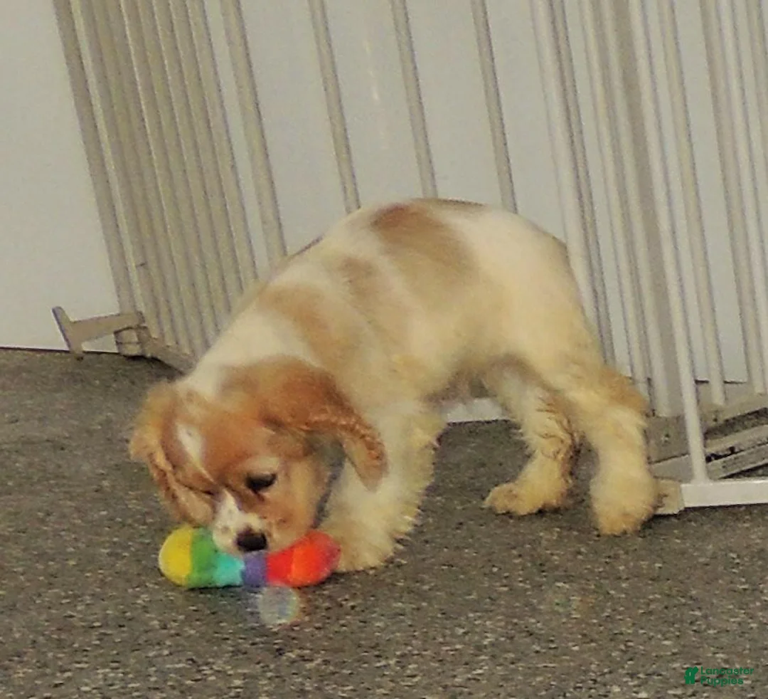 Cocker Spaniel dogs for sale: Leslie - Ad 3