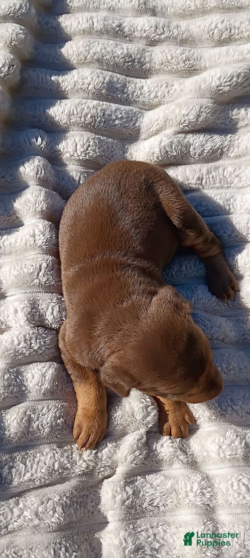 Doberman Pinscher dogs for sale: Scarlett - Ad 2