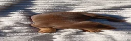 Doberman Pinscher dogs for sale: Scarlett - Ad 2