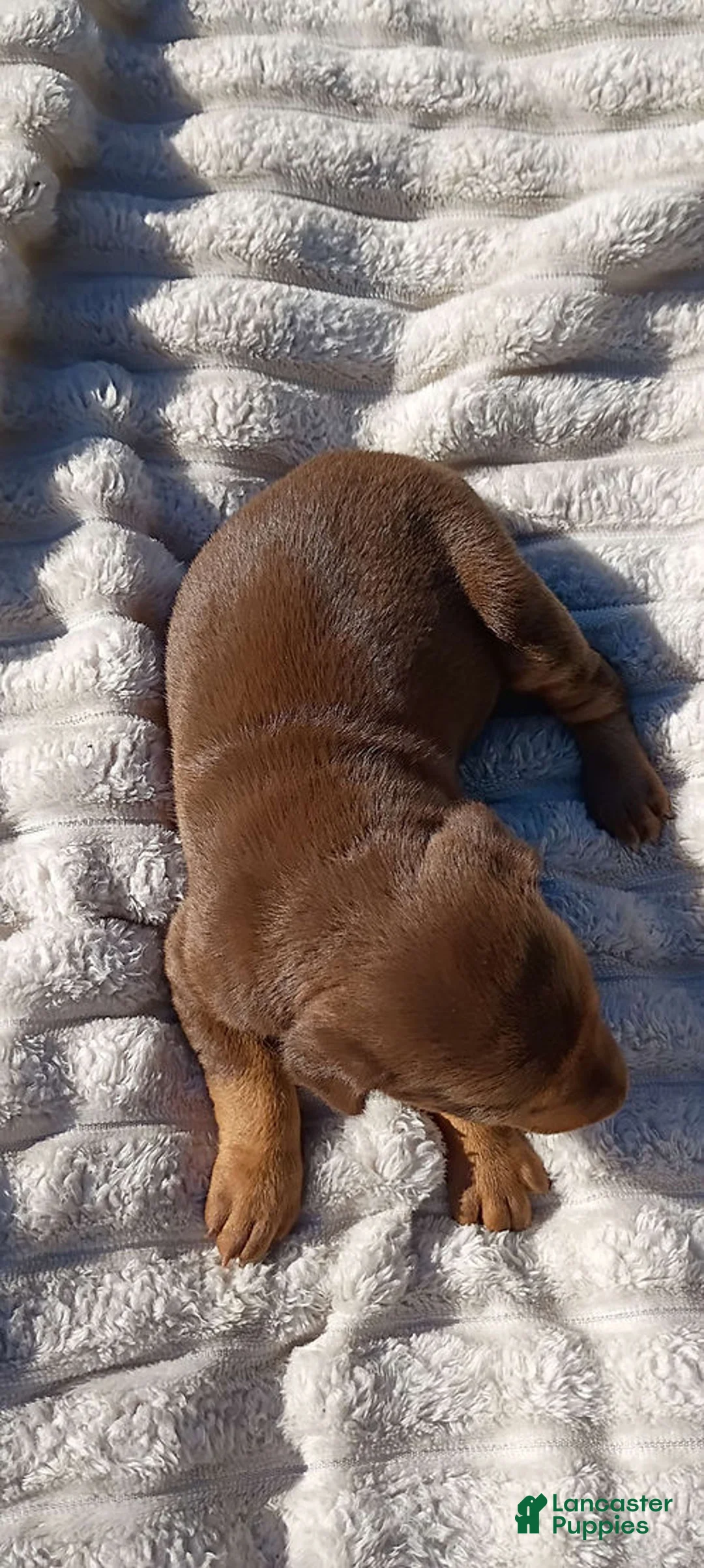 Doberman Pinscher dogs for sale: Scarlett - Ad 2