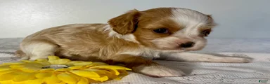 Maverick Cavalier King Charles Spaniel 