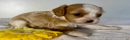 Cavalier King Charles Spaniel dogs for sale: Maverick Cavalier King Charles Spaniel  - Ad 1