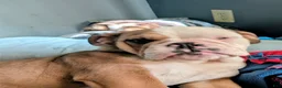 English Bulldog dogs for sale: English Bulldog 2 sandy - Ad 5