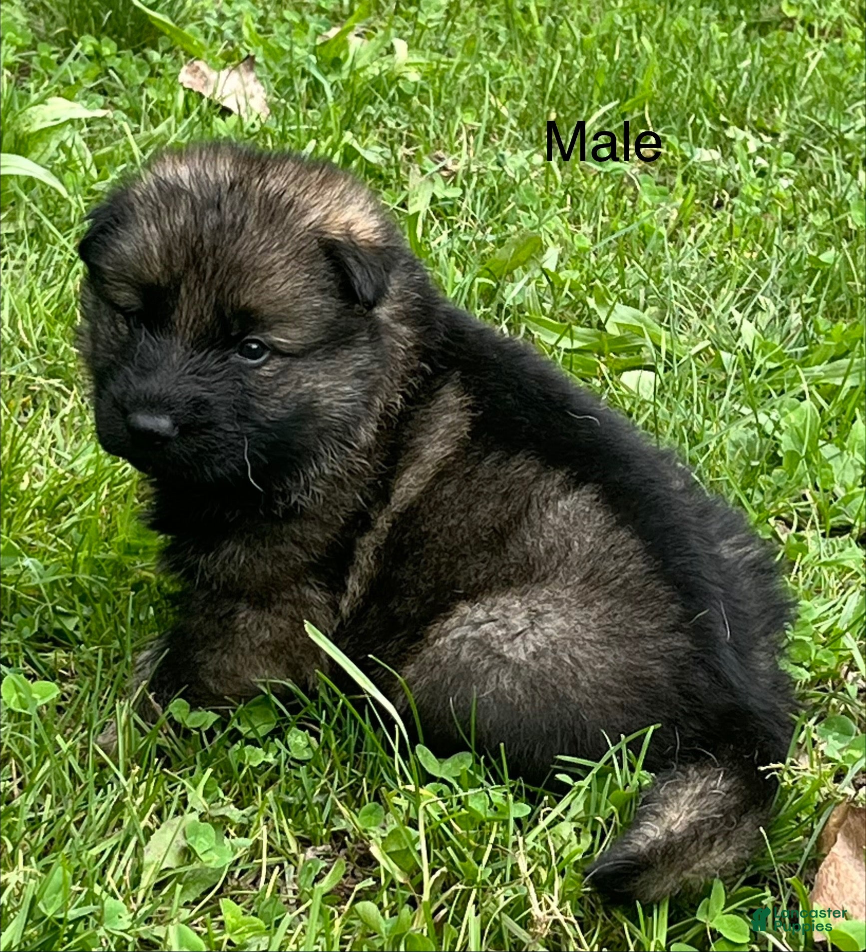 German Shepherd dogs German Shepherd 1 - Ad 1
