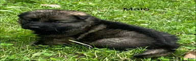 German Shepherd 1
