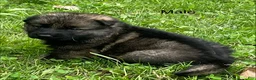 German Shepherd dogs for sale: German Shepherd 1 - Ad 1