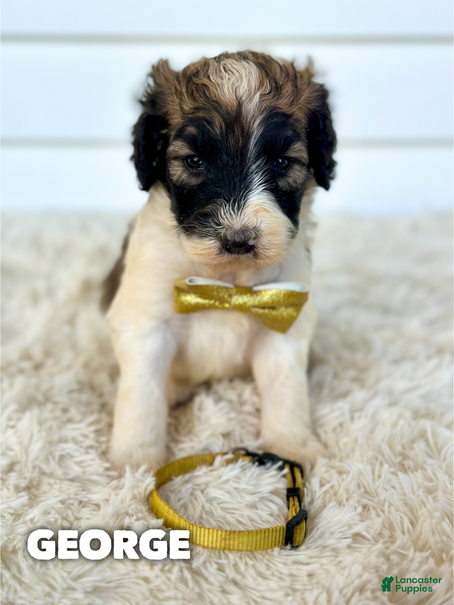 George (Saint Berdoodles, Male) in Columbia City, IN