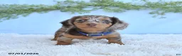Miniature Dachshund dogs for sale: Rambo - Ad 3