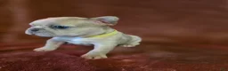 French Bulldog dogs for sale: Scrappie - Ad 6