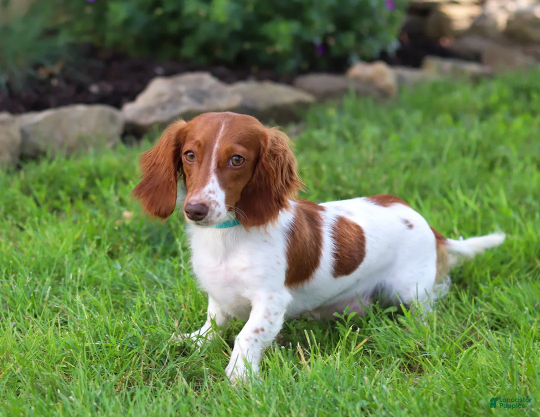 Miniature Dachshund dogs for sale: Violet - Ad 11