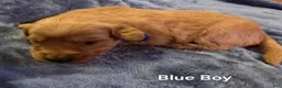 Golden Retriever dogs for sale: Blue Boy - Ad 6