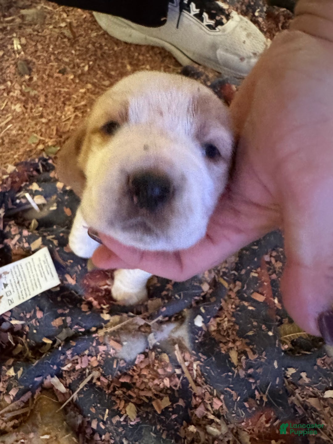 Basset Hound dogs for sale: Basset Hound Puppy 6 - Ad 3
