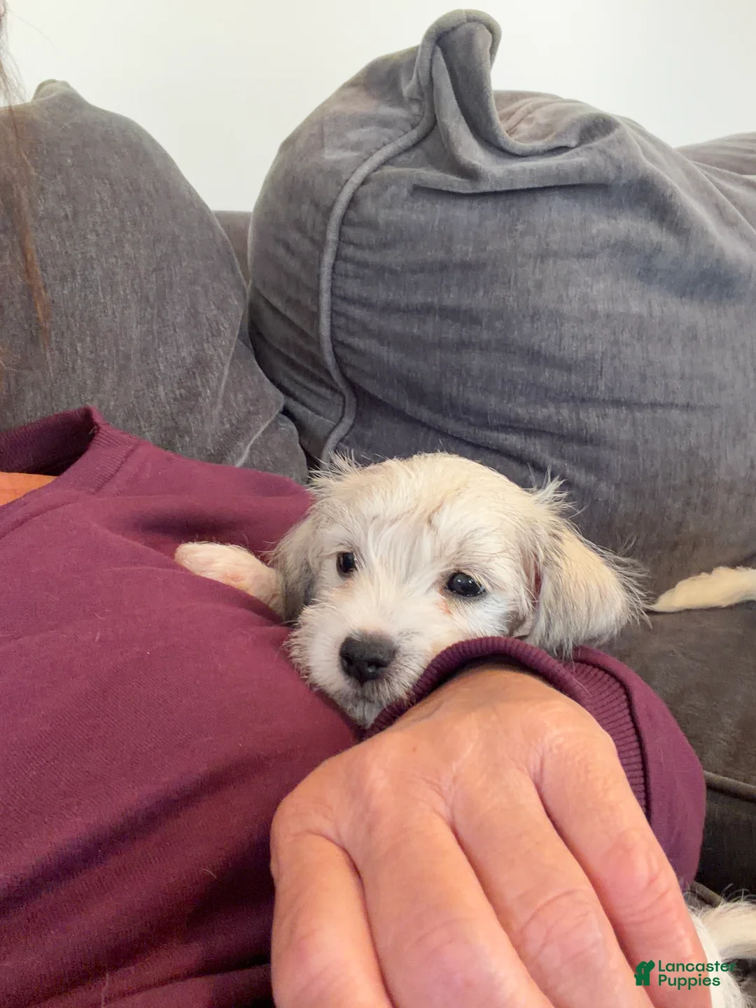 Maltipoo dogs for sale: Maltipoo - Ad 2
