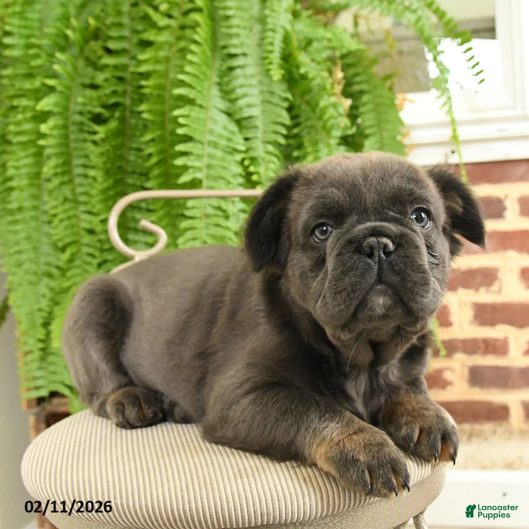 French Bulldog dogs for sale: Toby - Ad 4