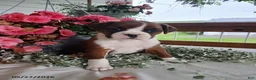Boxer dogs for sale: Tiana - Ad 4