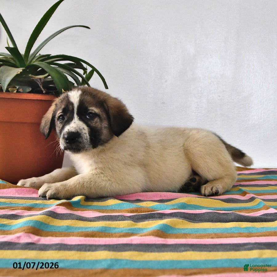 Mixed Breed dogs Max - Ad 2