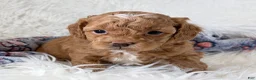 Shihpoo dogs for sale: Shiloh F1B shihpoo - Ad 7