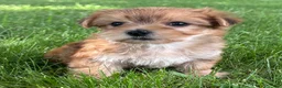 Morkie dogs for sale: Brookie  - Ad 11