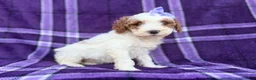 Cavapoo dogs for sale: Sapphire - Ad 8