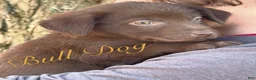 Labrador Retriever dogs for sale: Labrador Retriever 1 - Ad 1