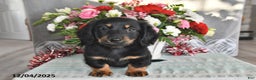 Miniature Dachshund dogs for sale: Jace - Ad 3